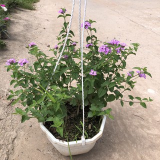 Cây hoa ngũ sắc rủ trồng chậu treo, chiều cao 25-30cm mùi hương dễ chịu hoa nở bắt mắt dễ dàng chăm sóc thích hợp treo.