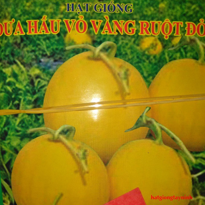 Hạt giống dưa hấu vỏ vàng ruột đỏ