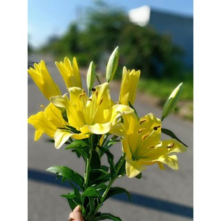 KHUÔN HOA LILY