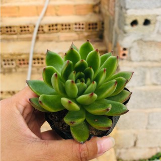 Sen đá Đế vương đầu đỏ