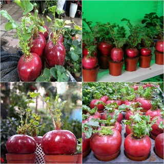 20 HẠT CỦ CẢI ĐỎ MAY MẮN KHỔNG LỒ - HÀNG CÔNG TY