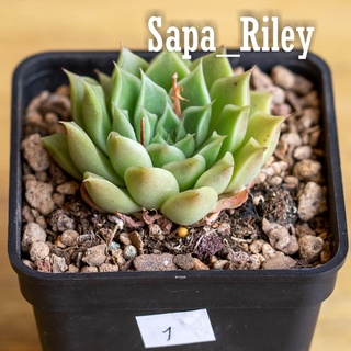 Sen đá Echeveria nhiều màu