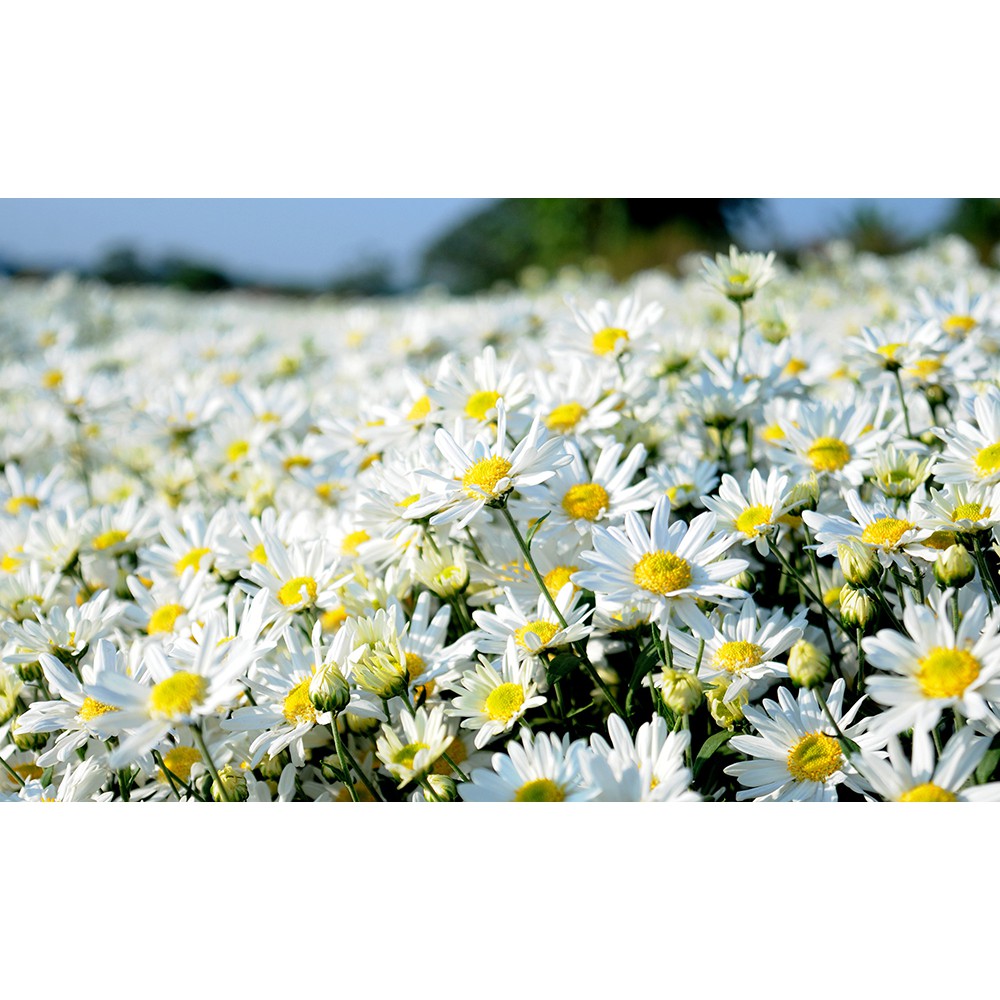 500 hạt giống hoa cúc họa mi trắng