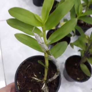 Hoa phong lan - trầm 5ct họng tím