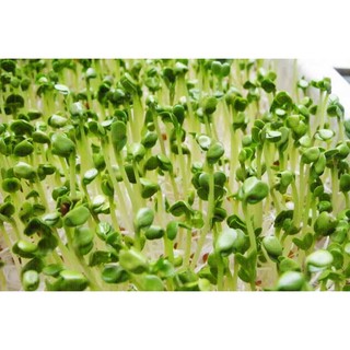 Hạt Giống Rau Mầm Củ Cải Trắng New Zealand 1KG