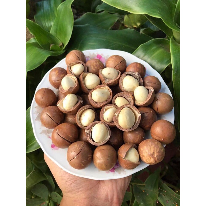 Hạt Macca DakLak - [Hũ 500g] AMA THUỘT - nứt vỏ tự nhiên, eatclean healthy, hạt dinh dưỡng bậc nhất.