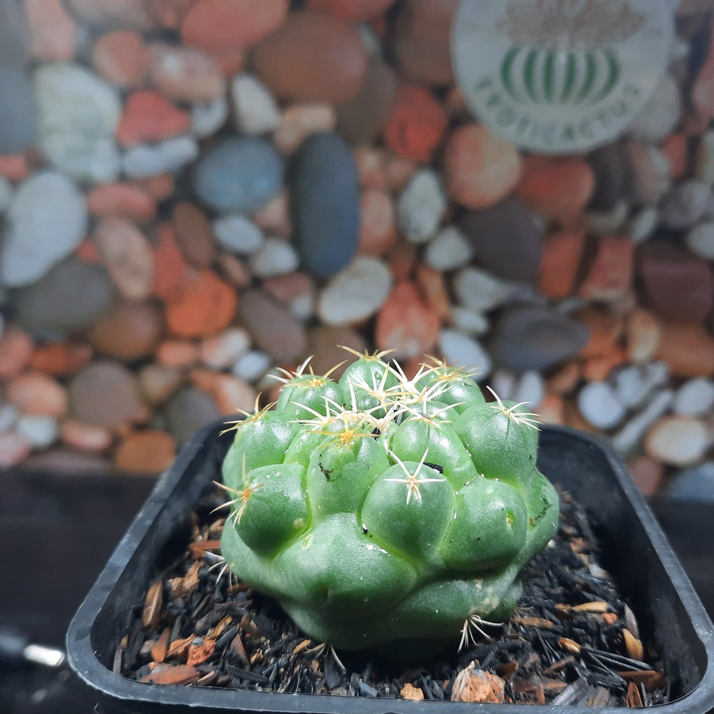 Cory hoa đỏ - Coryphantha Elephantidens (5.1cm - 5.5cm)  (Vườn xương rồng EXOTICACTUS)