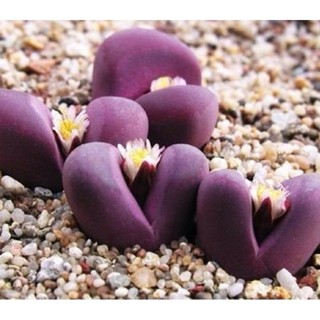 Hạt giống hoa Thạch Lan (Đá sống) - Gói 3 hạt
