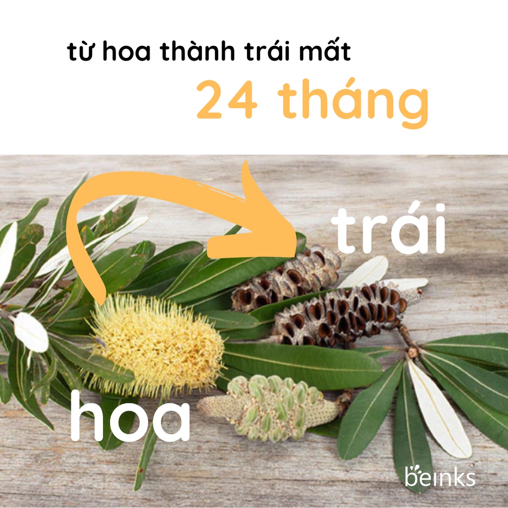 Trái khuếch tán tinh dầu Banksia