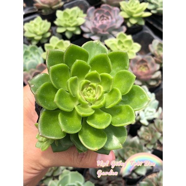 SEN ĐÁ HOA MAI XANH SIZE 5-7CM - XUẤT VƯỜN ĐÀ LẠT 😍 ĐÃ THUẦN KHÍ HẬU 🤑 SỐ LƯỢNG CÓ HẠN 🤫