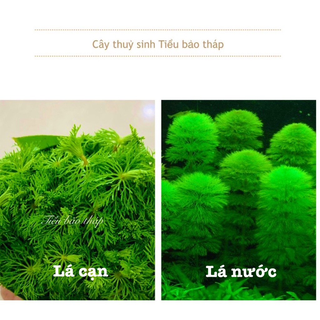 Cây Thủy Sinh Tiểu Bảo Tháp (lá cạn) Trang Trí Bể Cá Thủy Sinh