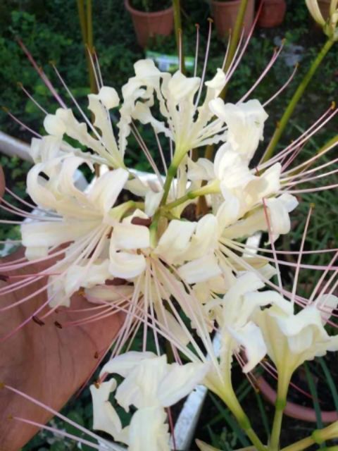 1 củ hoa bỉ ngạn màu trắng, củ đẹp