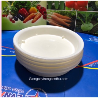 ĐĨA LÓT CHẬU CÂY CẢNH PHI 12