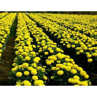 Hạt giống cúc vạn thọ mỹ