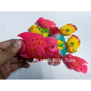 CÁ LA HÁN GIẢ LỚN LÀM CÁ KÈ CHO LA HÁN (MÀU NGẪU NHIÊN)