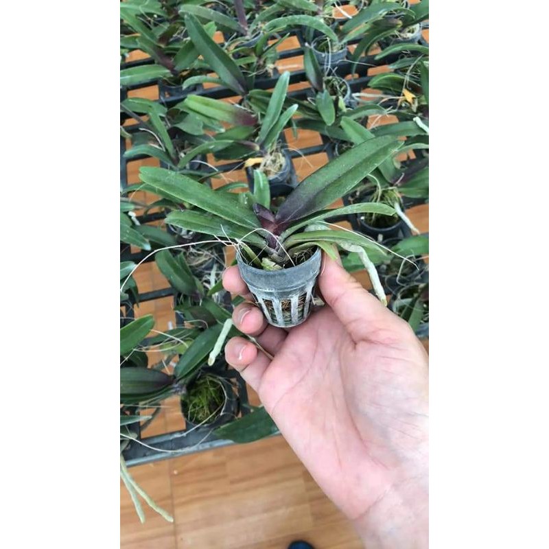 Ngọc điểm giống 5 màu