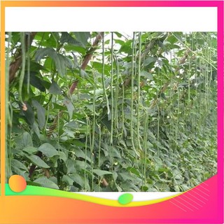 Hạt Giống Đậu Đũa - 10 Gram Hạt [ Tặng bộ dụng cụ làm vườn Mini 3 món ] VIETGAR