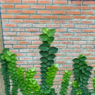 Cây 🌲 Kắt Kè ♌ leo tường.