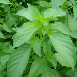 hạt giống rau thơm sả ( é trắng )- gói 2gram