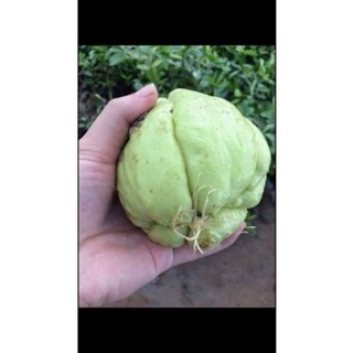 Su Su Giống