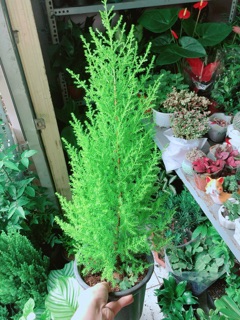 Chậu Tùng Thơm (chỉ giao hoả tốc)