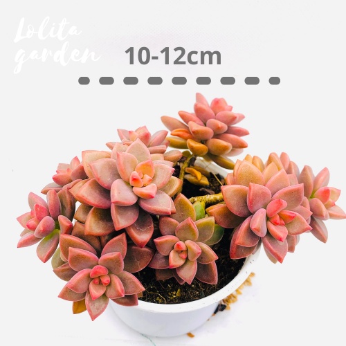 SEN ĐÁ ĐÁ NÂU BỤI CỔ THỤ SIZE TRUNG BÌNH, HÀNG ĐÀ LẠT, SIÊU XINH SIÊU KHỎE, LỖI 1 ĐỔI 1