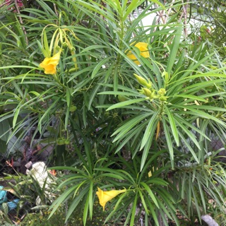 Cây trúc đào hoa vàng