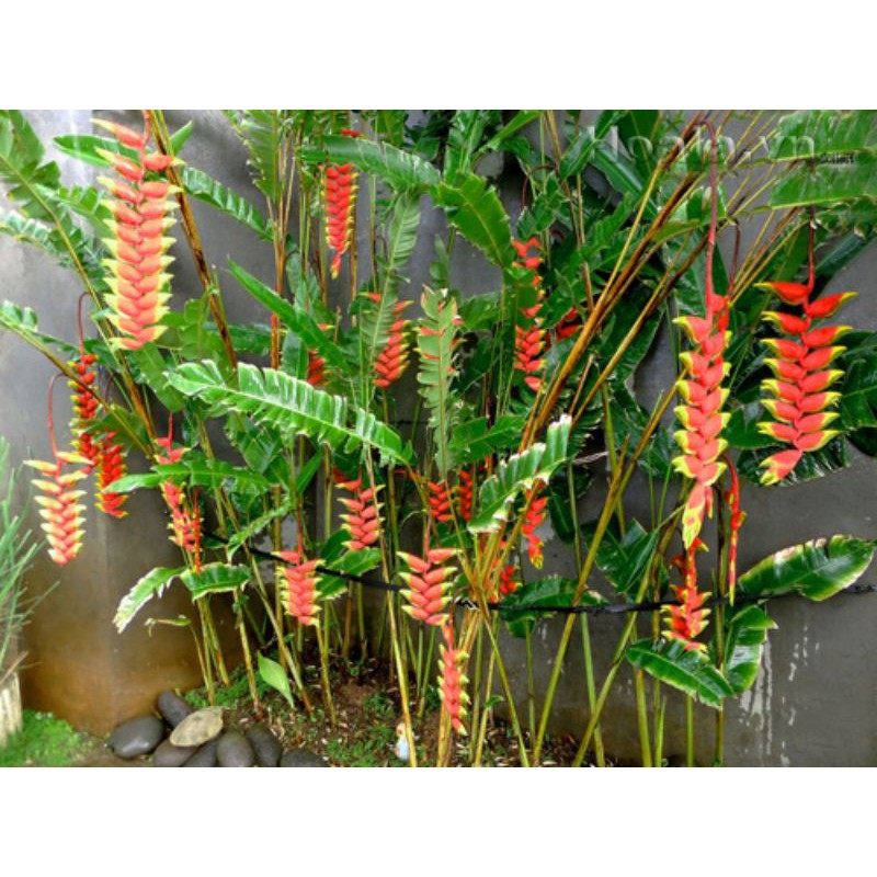 Cây 🌲 Chuối Hoa....1m6