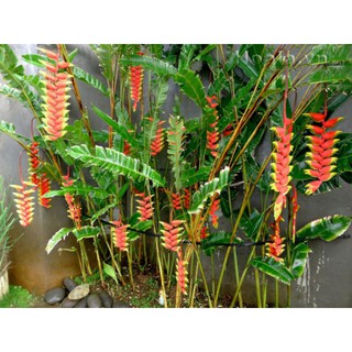 Chuối  Phụng Hoàng