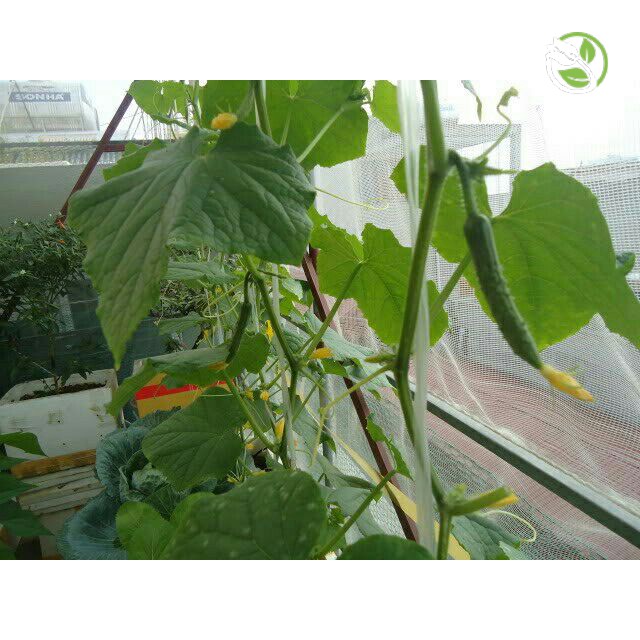 Hạt Giống Dưa Leo Nhật F1 PN-15 - Gói 0.5g - Jade Cucumber