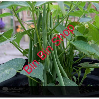 HẠT GIỐNG ĐẬU COVE LÙN (50GRAM)