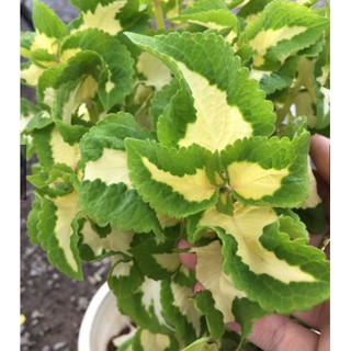 (màu ngẫu nhiên)Cây lá gấm nhiều màu cây tía tô cảnh, cây cần cảnh-Ut Nho