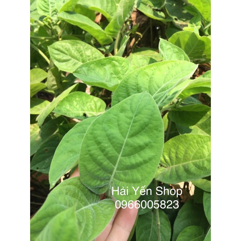 Lá Mơ Tươi_khô_cây giống