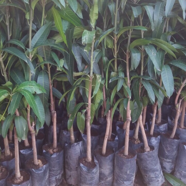 Cây xoài đài loan