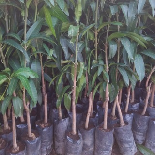 Cây xoài đài loan