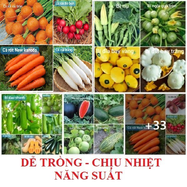 [MUA NHANH] COMBO ĐỦ LOẠI HẠT GIỐNG RAU CỦ QUẢ DỄ TRỒNG HẠT GIỐNG RAU, CÀ CHUA, DƯA CHUỘT, HẠT ỚT, CẢI XOĂN KALE, BÓ XÔI