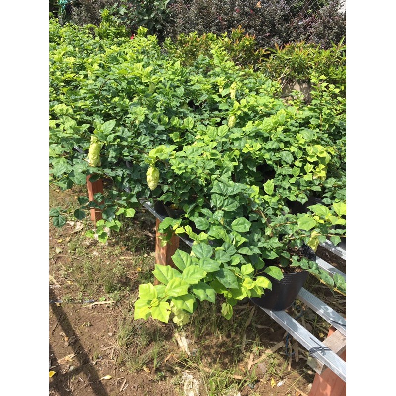 Cây huyền trân công chúa