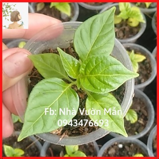 [TẶNG TRÁI] Cây ớt Mắc Nhất Thế Giới Aji Charapita(  tặng kèm 2 trái )