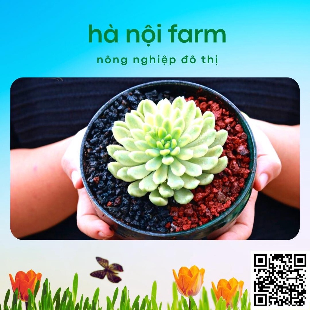 Đá nham thạch Lava rock size 3-6mm trồng xương rồng sen đá