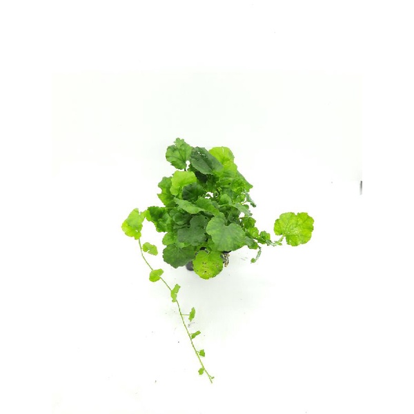 Rau má nhật thủy sinh - dễ trồng