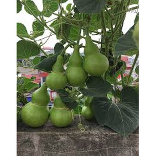 Hạt giống bầu hồ lô (2G)