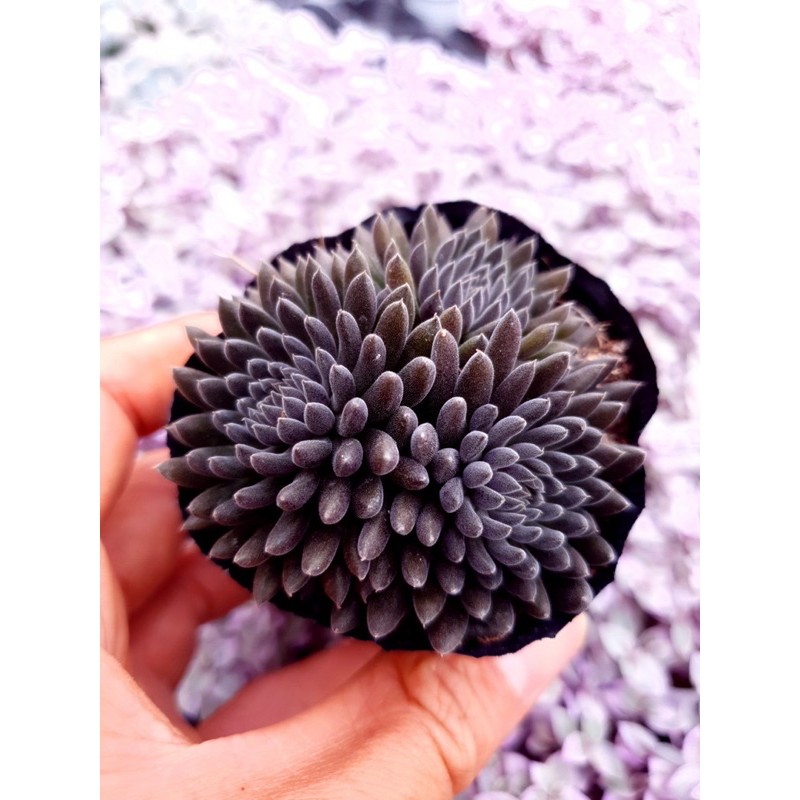 Sen đá nhím đen SONDA GARDEN size bé 5-8cm, cây cảnh trang trí nhà cửa, lỗi 1 đổi 1
