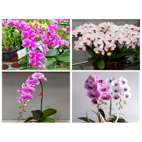 HẠT GIỐNG LAN HỒ ĐIỆP NHIỀU MÀU  giá sỉ