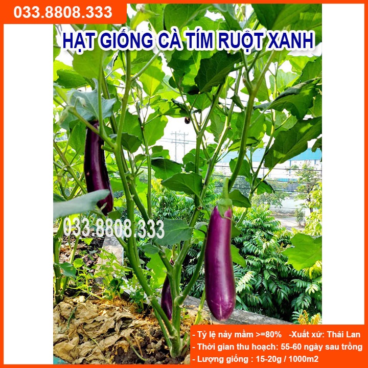 Hạt Giống Cà Tím Ruột Xanh Dài  - Quả Dài Đặc Ruột