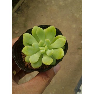 sen đá thược dược