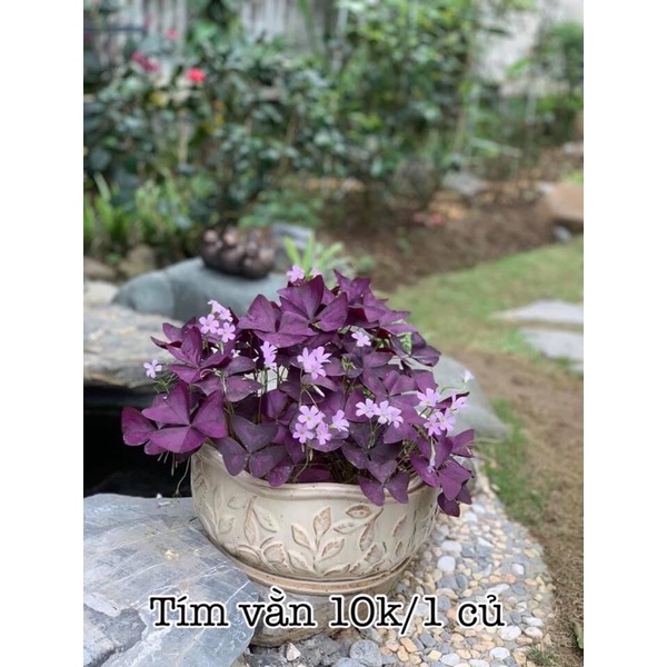 [Mã INCUBACK1416 hoàn 20K xu đơn 50K] Củ bướm đêm nhiều màu - oxalis triangularis