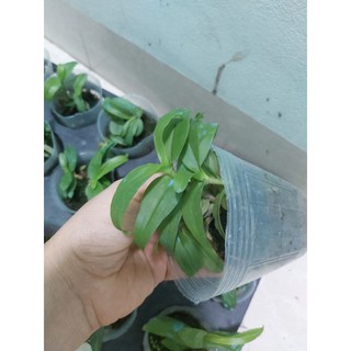 Phi điệp giống gieo hạt