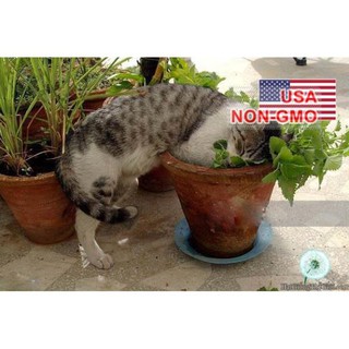 50 Hạt Giống Cỏ Mèo, Bạc Hà Mèo Catnip (Nepeta cataria)