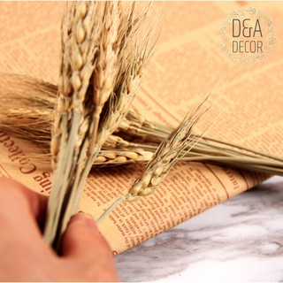 Cây lúa mạch trang trí chụp hình - Bó