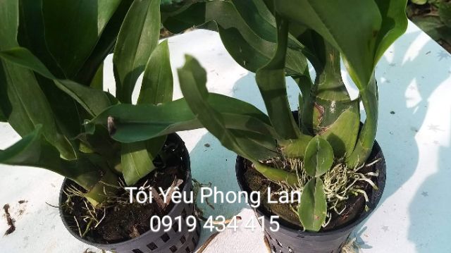 Vũ nữ hoàng hậu cây trung 99k